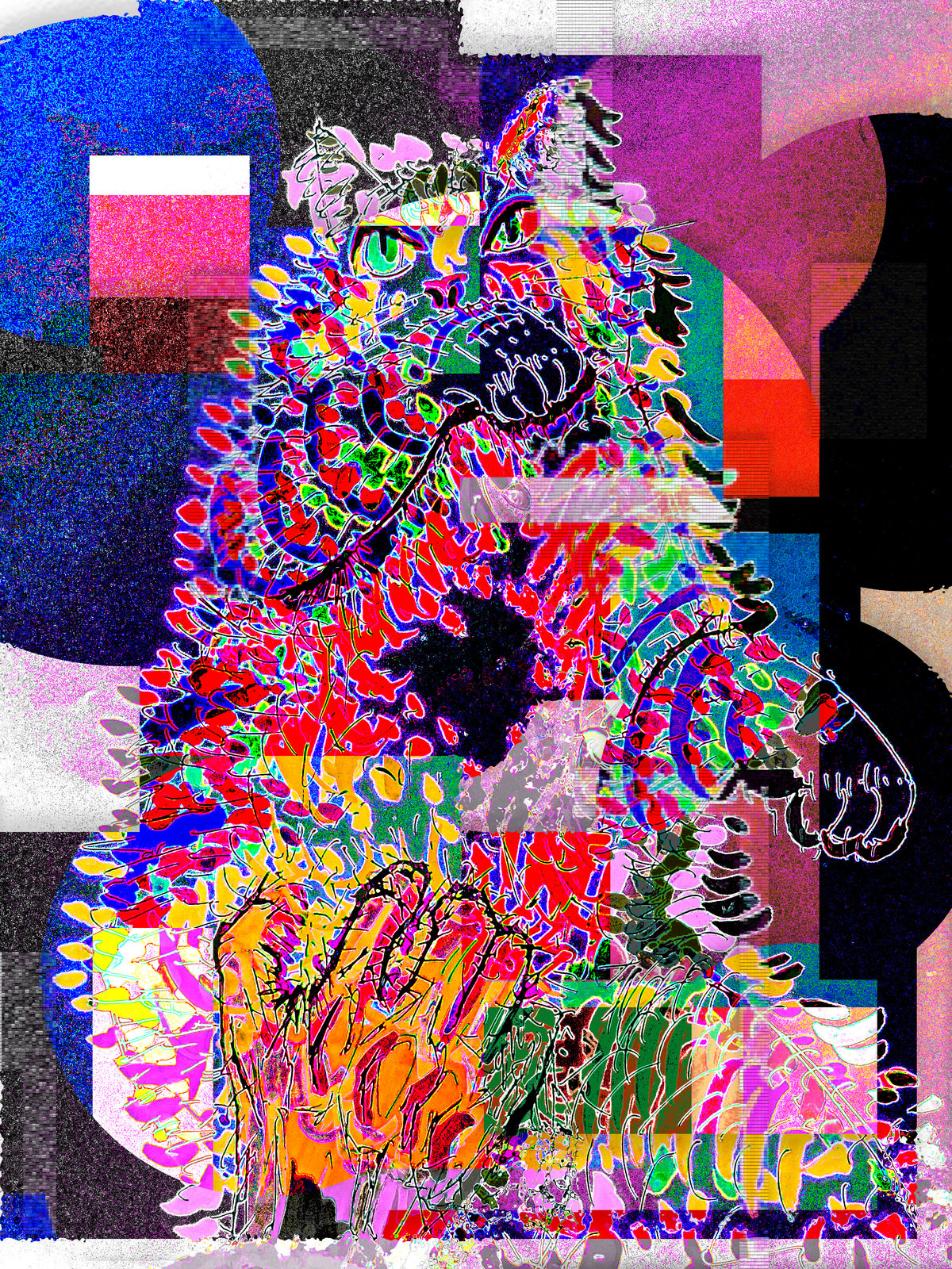 cccats - holly